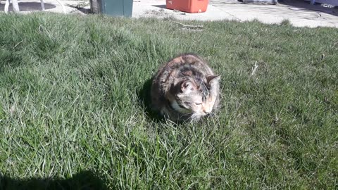 Adorable Cat Chowing Down on Grass