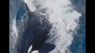 Orca punts a dolphin!