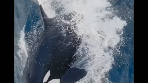 Orca punts a dolphin!