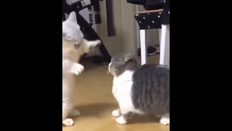 Cute cats playing each other .Scientific Reasons Why Cats Are So Cute ·