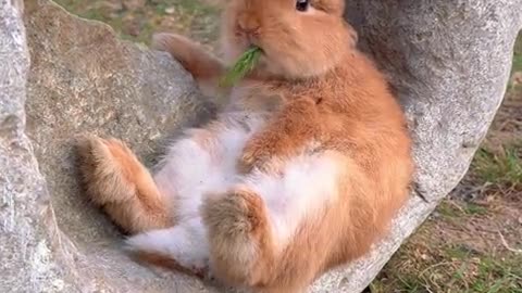 A relaxed and carefree little rabbit.