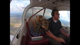 Flying rescue dogs