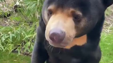 Bear...