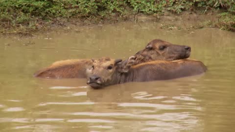 Adorable animal beat the heat