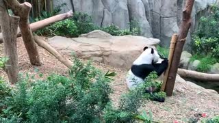 Panda is eating