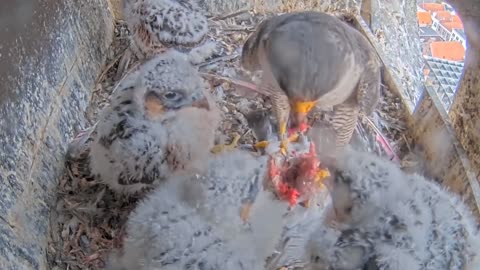 Peregrine falcon baby growing up to mother's age