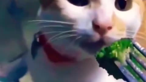 Purrfectly Hilarious: Funny Cat Videos That Will Leave You in Stitches!