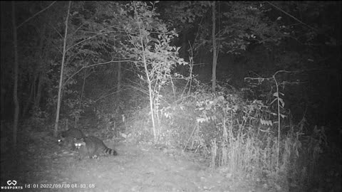 Backyard Trail Cam - Raccoons