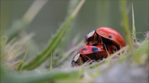 Beetles mating fast and hard