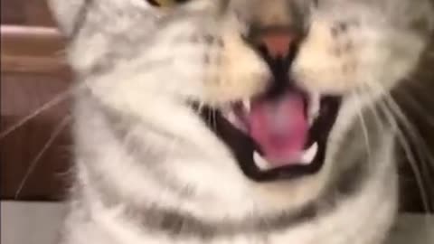 Cat screaming cause of owner making it scream #shorts