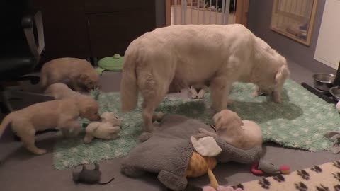 How an experienced dog mother teaches her 8 weeks old puppies to be calm. www.sentfromheaven.at