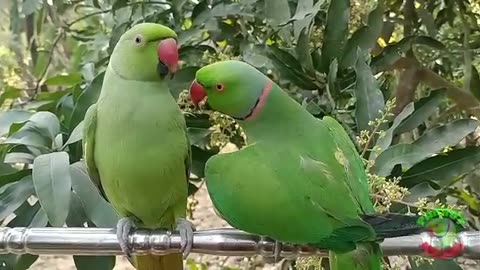 Ringneck Parrot Videos Compilation