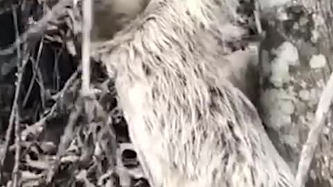 Sloth Says thanks to Man Who Helped Him..