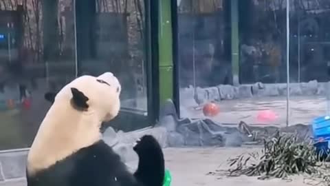 Funny animals. 🐼 Panda Panda Panda 🐼