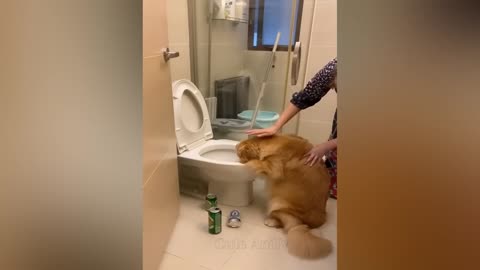 Cats and Dogs, Funny videos 2023