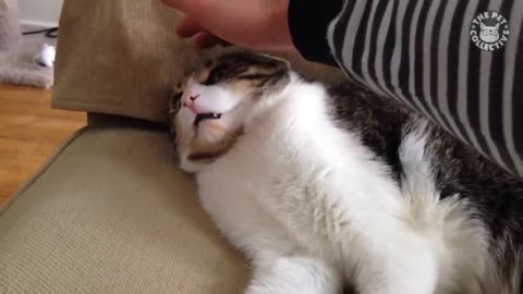 Funniest Cats 😹 - Don't try to hold back Laughter 😂 - The Pet Collective