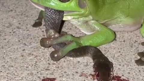 A frog eats a snake, and he resists in vain