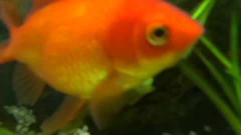 Goldfish Keeping Tips