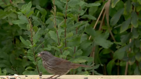 ****Cat TV for Cats to Watch😺8 Hours🐦Cute birds, squirrels, chipmunks, and the succulent plant