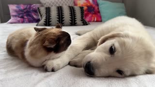 Cute Dog Funny Moments