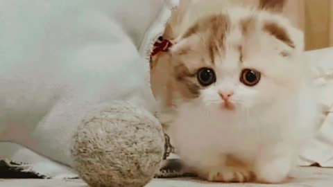 Cute cat 🥰 episode 1