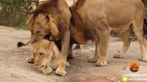 Female Lion Mating With Three Male Lions Turn By Turn | Amazing Sexual Relationship Spotted
