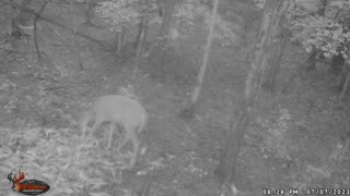 Deer Stand Trail Cam