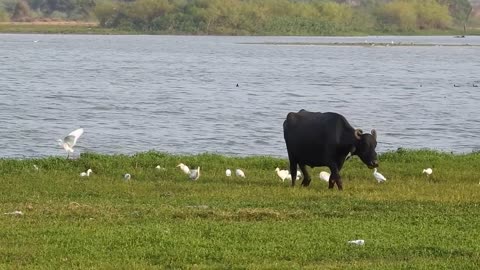 Buffalo Pond Agriculture Animals Village Nature