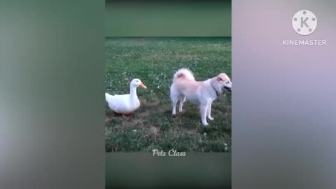 Funny dog video 5