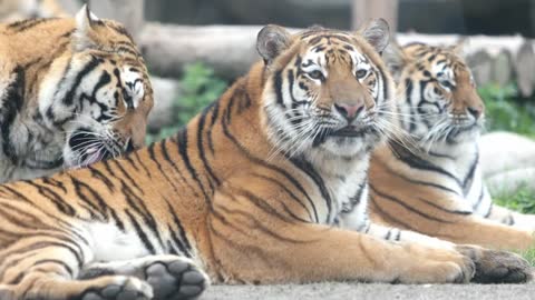 The Siberian tiger frolicked and played a stick