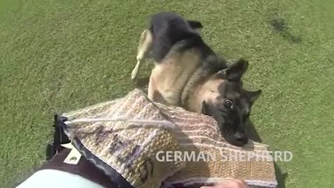 Extreme trained & discipline German Dogs