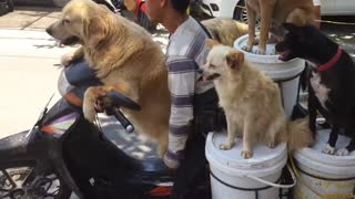 6 Dogs riding on a motorcycle in Canggu Bali