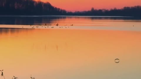 Bald Eagle Vs Canada Goose