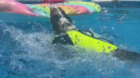 Happy Pup Plays in Pool
