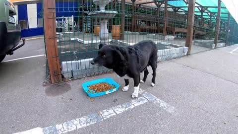 Stray Dog Stopped me at Parking Lot Asking for help, and i couldn't pass by