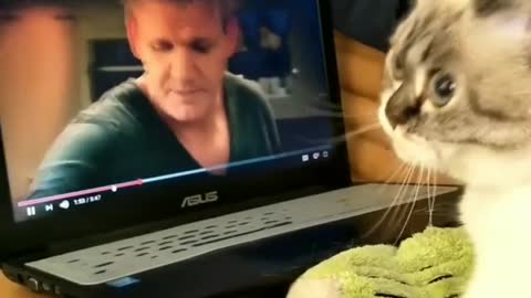 Gordon Ramsay Teaches Cat to Knead Dough