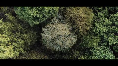 The Forest _ Cinematic Drone Footage_3