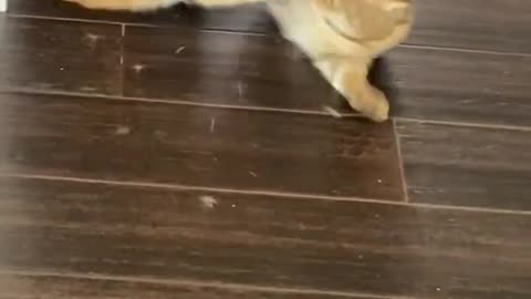 Funny Cat Pulls Off Sneak Attack!