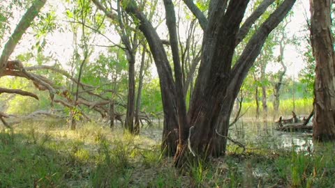 The magic of the Steve Irwin Wildlife Reserve