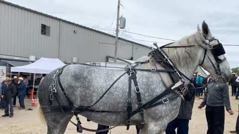 Mid-Ohio Draft Horse Sale, Fall 22