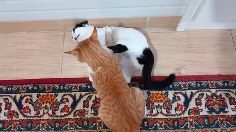 "Feline Frenzy: The Ultimate Wrestling Cats Showdown!"