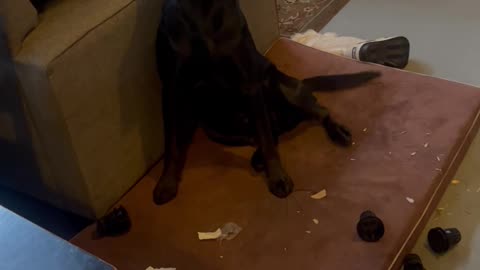 Black Lab Is Proud Of Mess