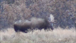 Moose Hunt 2013 In Alaska with yukonjeff