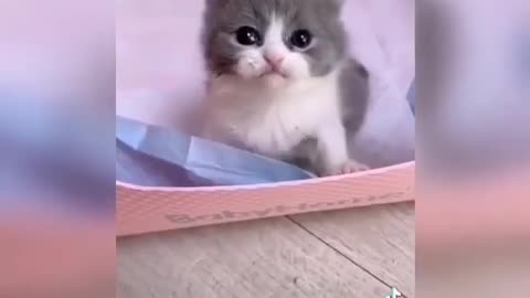 Funny Cats and Kittens Meowing Compilation I Cat Videos