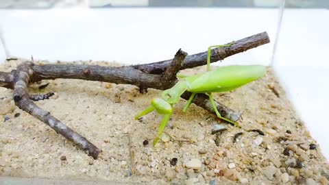 Deadly PRAYING MANTIS vs HORNET and WASP BRUTAL FIGHT - Insect Stories-12