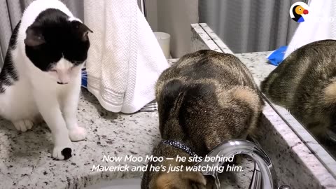 Stray Cat Chooses His New Mom And Now Copies Everything His New Brother Does | The Dodo