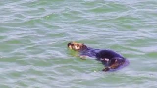Sea otters eating crab