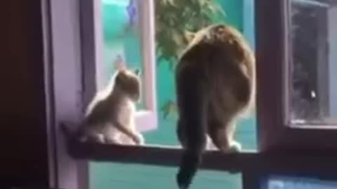 Cutest Scardey Cats Jumping In Air