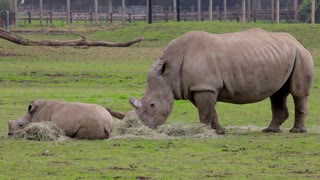 Rare Spices Rhino Mother and Her Child Standing In Secure Farm