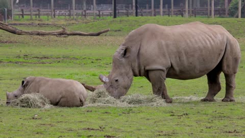 Rare Spices Rhino Mother and Her Child Standing In Secure Farm